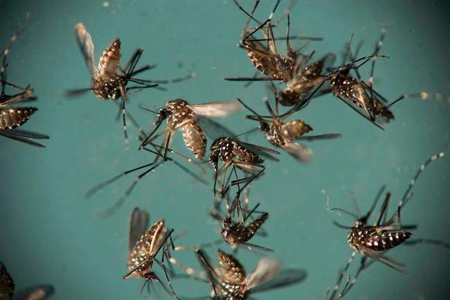 Genetically altered mosquitoes could help fight malaria, scientists say.