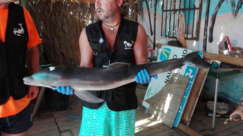 The body of a baby dolphin was pulled from the water by marine conservationists on Aug. 11, 2017. 