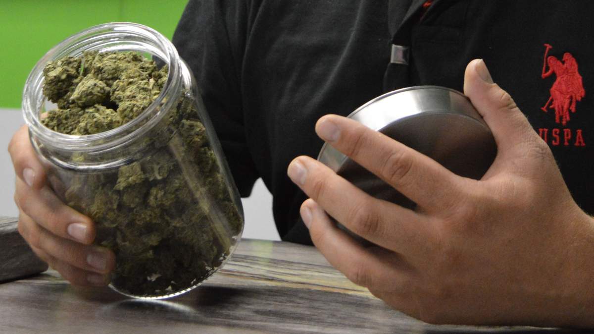 Dried marijuana is displayed, file .