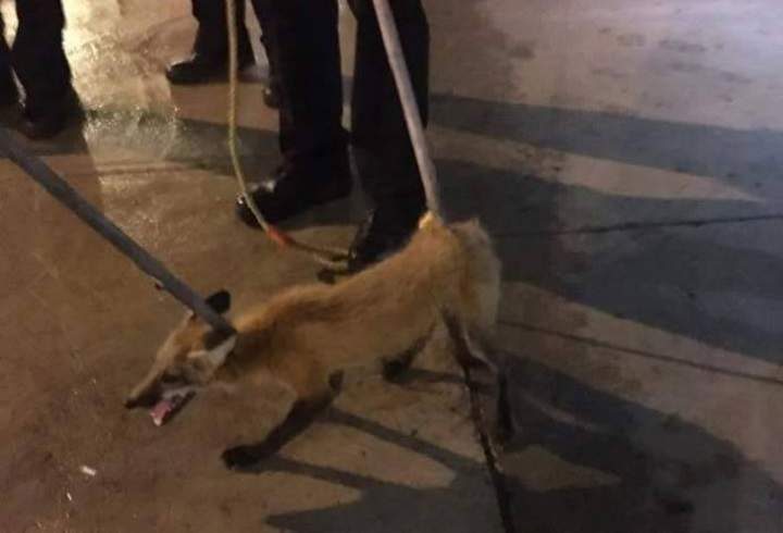 Montreal police capture the fox that was roaming McGill Metro.
