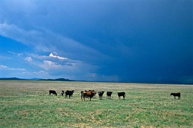 Cattle on plains outside Las Vegas, NM.
