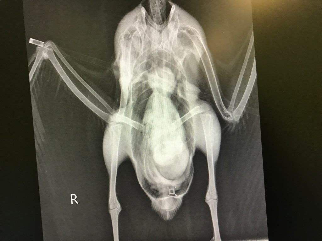 Wildlife group claims 2 Canada geese impaled with arrows near Toronto a case of animal abuse - image