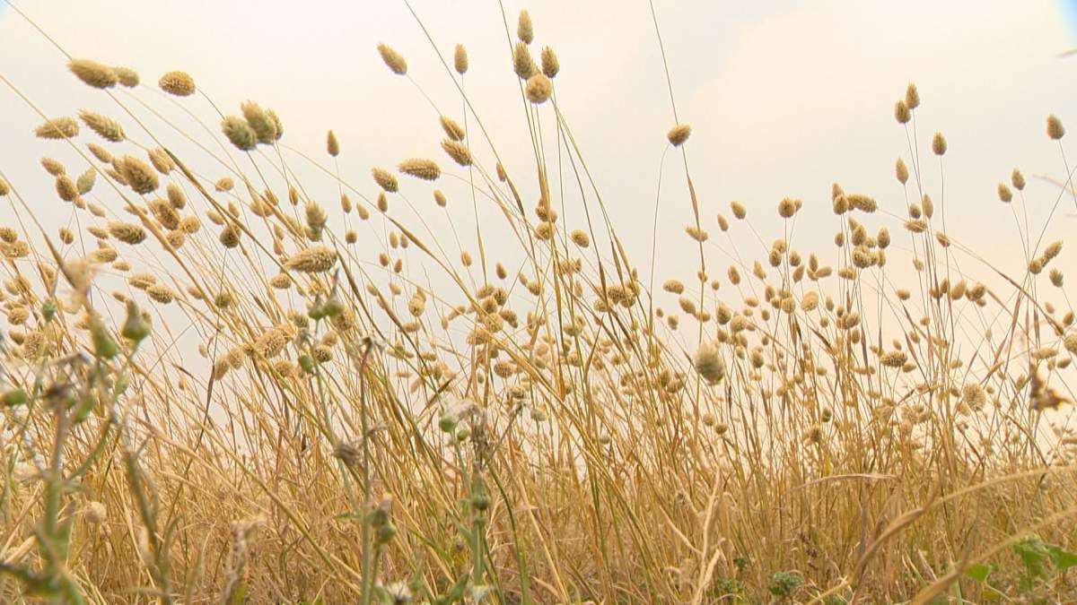 The crop report for the first week of August shows that harvest is four per cent complete and producers have also reported some crop damage this past week.