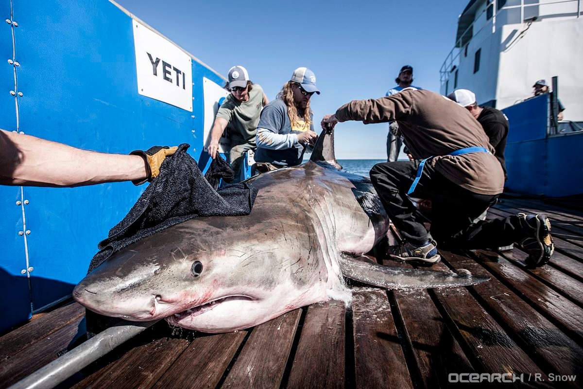 Hilton the shark is tagged by OCEARCH researchers