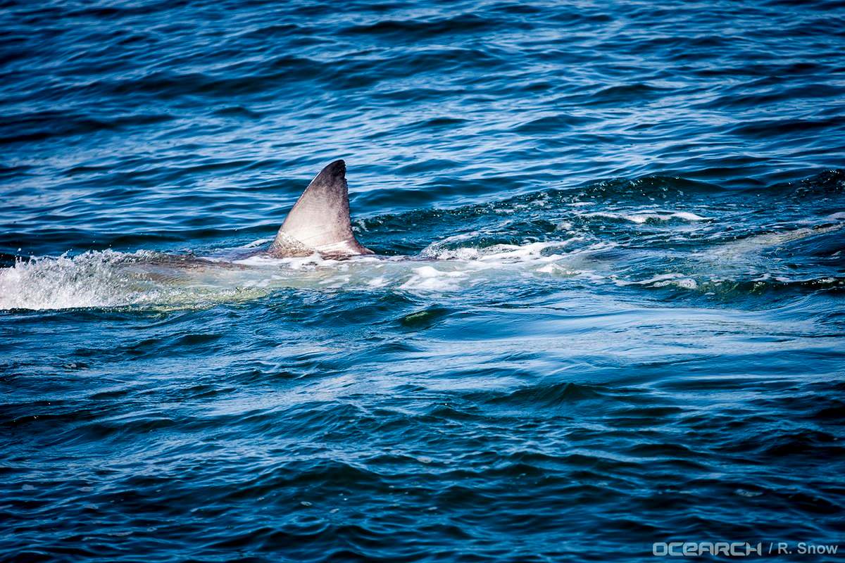 Hilton is a 3.7 metre long shark who weighs 600 kilograms.