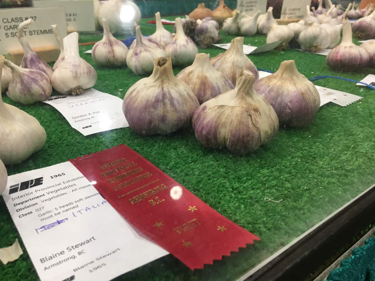 What local gardeners and farmers grow has changed over the years. Today “garlic is king,” said organizer Rea Smith. “In the last few years the prize winning garlic is often stolen before the fair is over because people would like to plant the best garlic.”