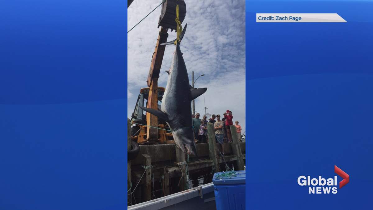This nearly 500-kilogram mako shark was caught by Marshall Bower in the Lockeport Derby on August 14, 2017