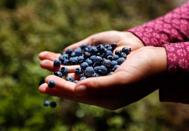 Canada's competition regulator has confirmed it is investigating allegations of anti-competitive conduct in the wild blueberry industry.