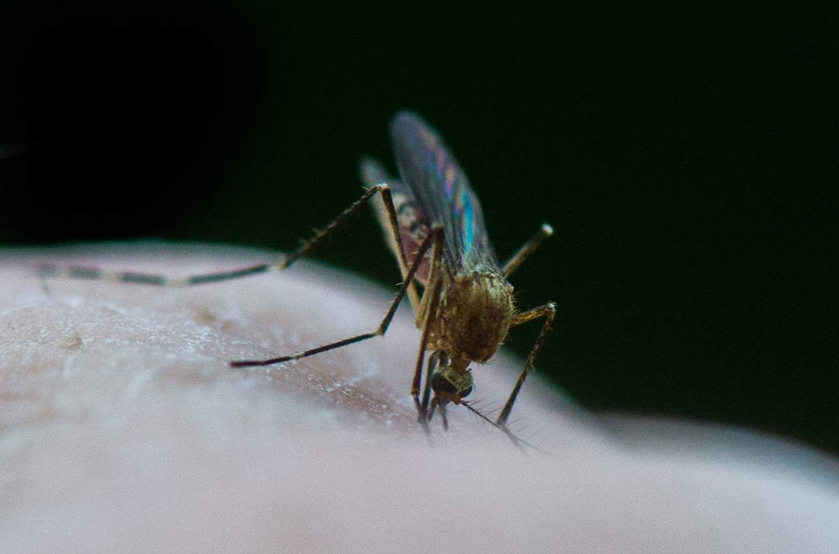 A mosquito trap in Aylmer, Ont., has tested positive for the West Nile virus, according to the Southwestern Public Health Unit.