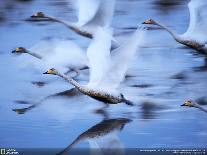 Second place winner, nature: Swans glide over the water in Kabukurinuma, Osaki, Japan, a protected wetland.