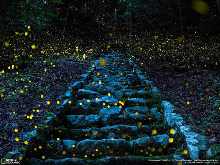 Honourable Mention, Nature: In a remote village in the Tamba region of Japan, twinkling fireflies light up the Forest of the Gods on a summer evening.