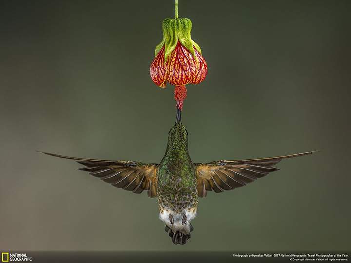 People’s Choice Winner, Nature: A buff-tailed coronet feeds on flower nectar in the Ecuadorian forest, a paradise for hummingbirds.