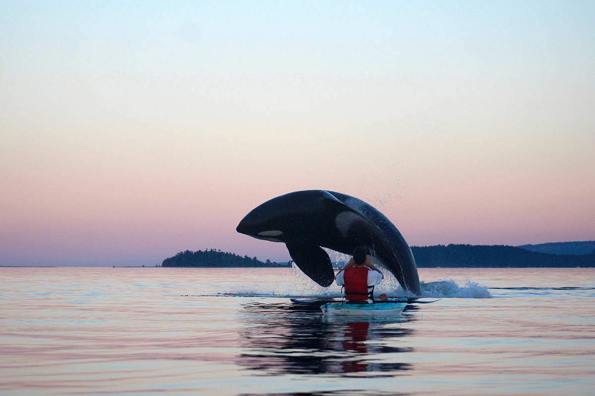 An orca leaps out of the water near a kayaker off of Gartley Beach on Aug. 26, 2017.