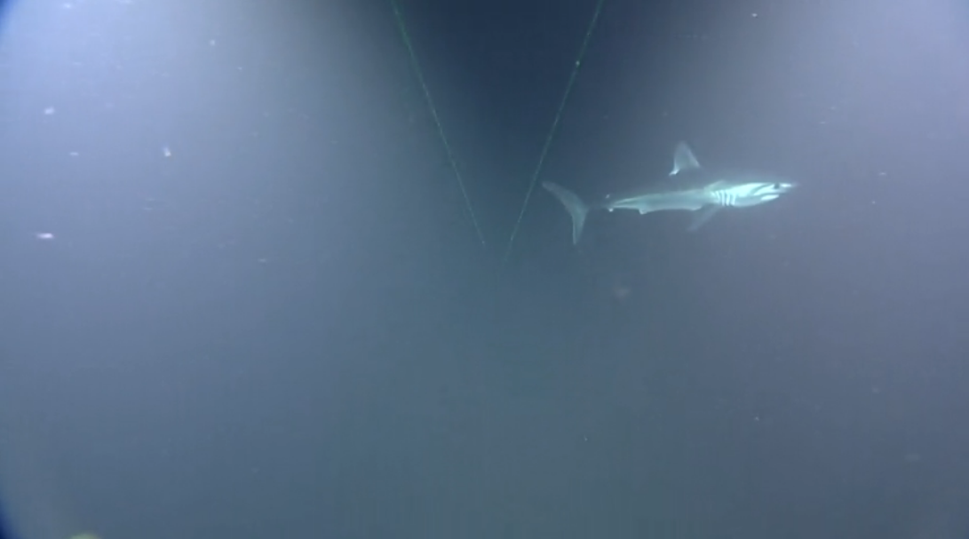 Screengrab of the Oceana livestream.