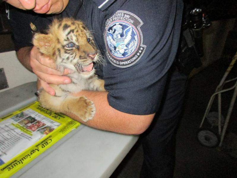This tiger cub was found while smugglers attempted to bring it into California. 