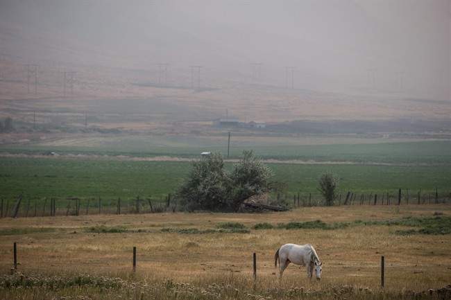 File Photo: Thick smoke from wildfires fills the air as a horse grazes near Cache Creek, B.C., on Tuesday, August 1, 2017.
