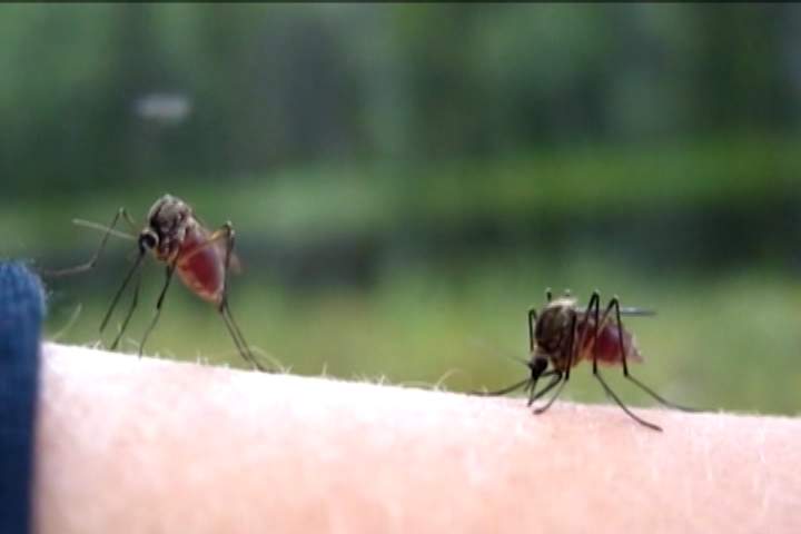 Two human cases of West Nile Virus have been confirmed by Peterborough and area health units.