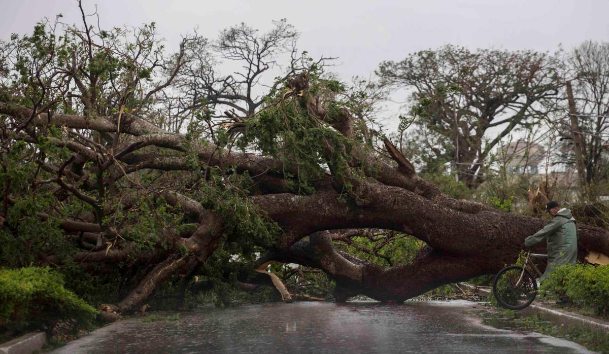 A tree felled by Hurricane Irma blocks a road in Caibarien, Cuba, Saturday, Sept. 9, 2017.