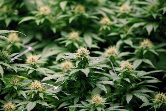 Legalizing marijuana for recreational use in Canada