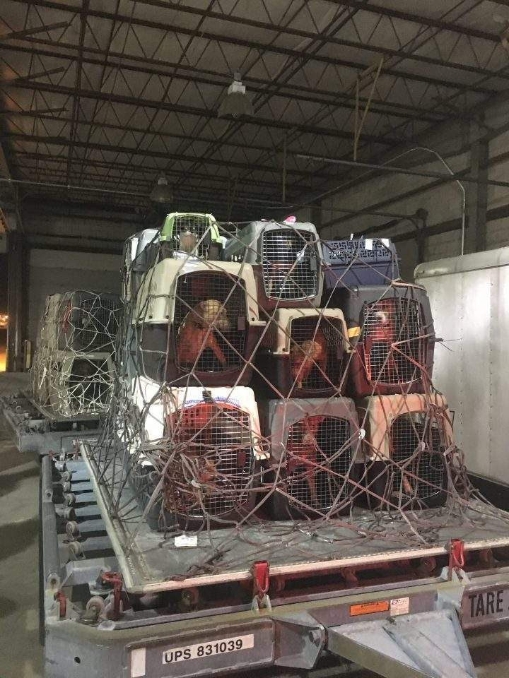 A U.S. woman airlifted hundreds of animals from hurricane-ravaged islands.