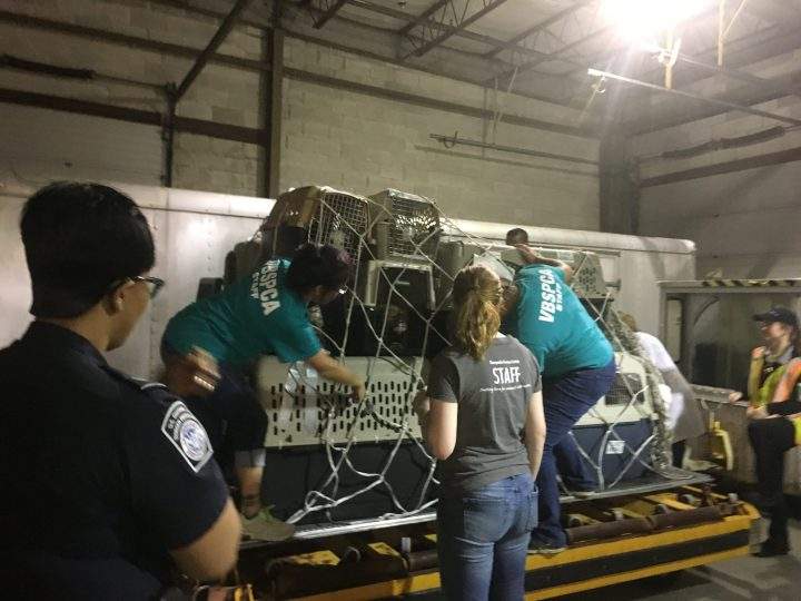 A U.S. woman airlifted hundreds of animals from hurricane-ravaged islands.
