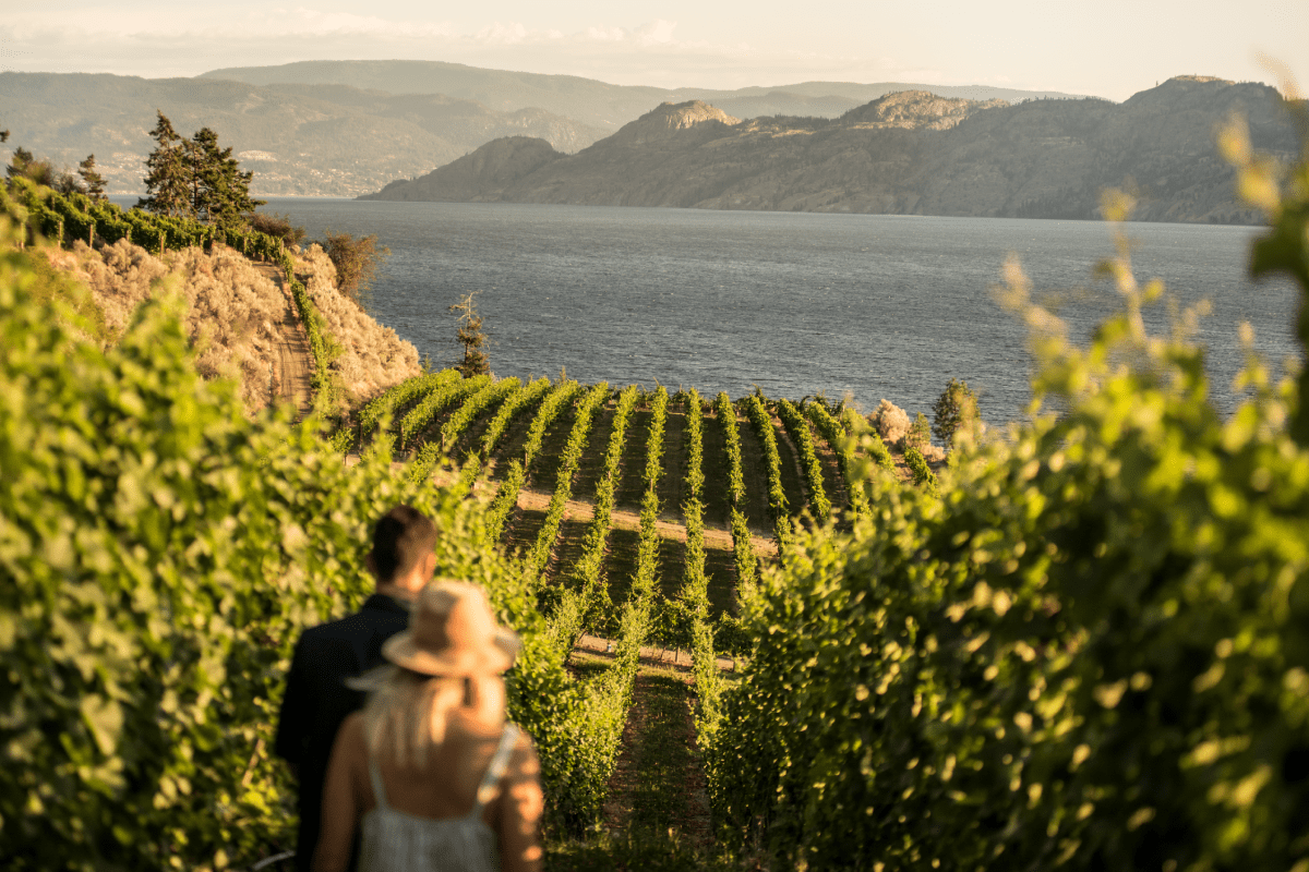 The view of Okanagan Lake from Evolve Cellars Vineyard.