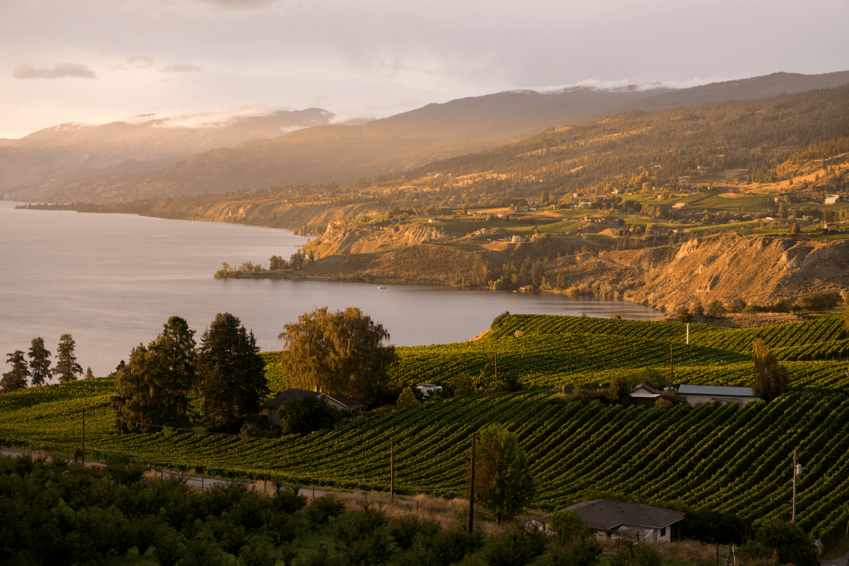 Experience Okanagan wine country this fall - image