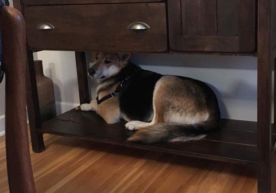 Beans was brought into Manitoba Underdogs with puppies and was expecting at the same time.