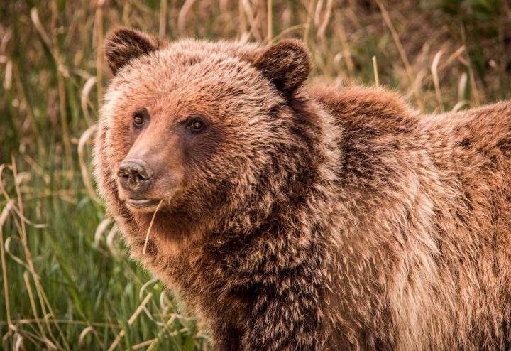 Bear 148, who was killed by a hunter in B.C. Sunday, couldn’t have been legally shot in Alberta due to the government’s hunting regulations. 