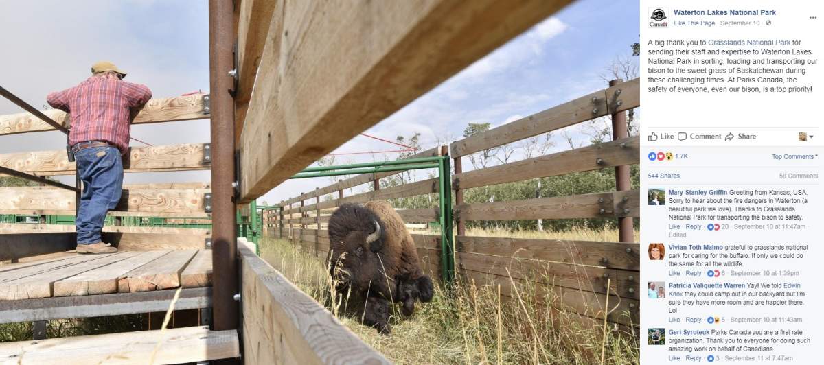The Kenow wildfire forced Waterton Park’s animals to flee - image