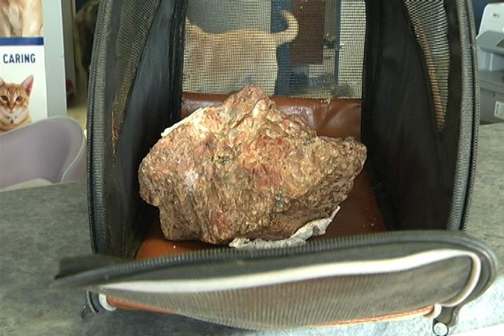 Cat drowned in pet carrier south of Bobcaygeon - image