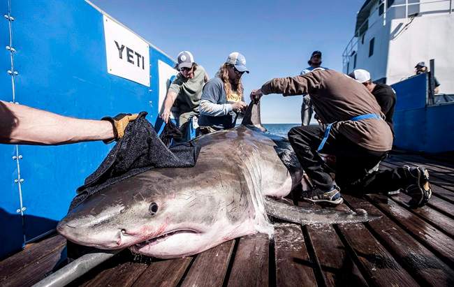 Hilton the shark is tagged by OCEARCH researchers.