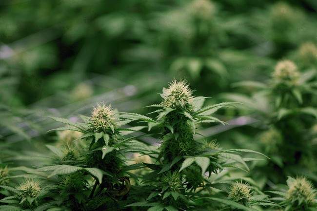 Growing flowers of cannabis intended for the medical marijuana market are shown at OrganiGram in Moncton, N.B., on April 14, 2016.