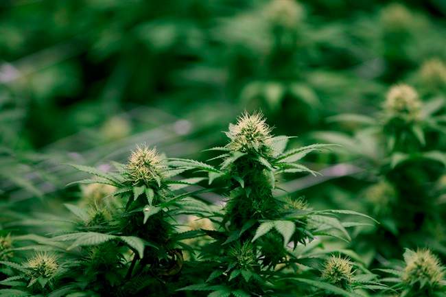 Cannabis intended for the medical marijuana market are shown at OrganiGram in Moncton, N.B. OrganiGram has been contracted to supply recreational pot to the New Brunswick market.