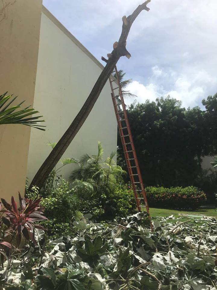 Staff outside the hotel where the Bravo family was staying, were cutting branches from nearby trees in preparation for the storm.