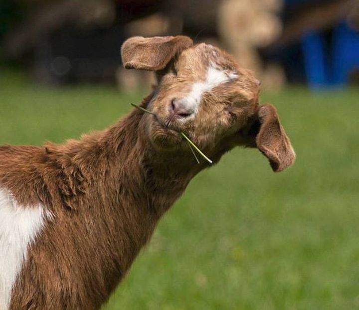 Daisy is a brown and white baby goat who is blind. FARRM said she was reported stolen from the animal sanctuary south of Edmonton on Sunday, Sept. 10, 2017.