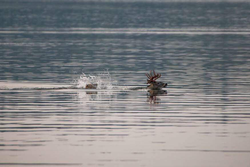A gray wolf chasing a white-tailed deer at Lakeland Provincial Park in northeastern Alberta. Sept. 9, 2017.