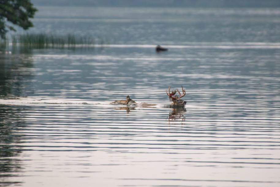 A gray wolf chasing a white-tailed deer at Lakeland Provincial Park in northeastern Alberta. Sept. 9, 2017.