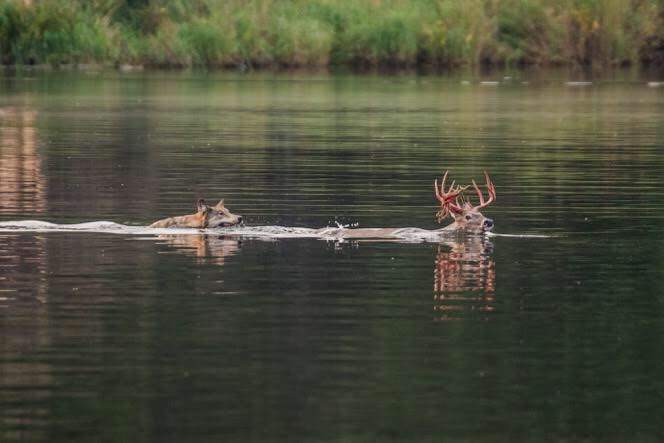 A gray wolf chasing a white-tailed deer at Lakeland Provincial Park in northeastern Alberta. September 9, 2017.