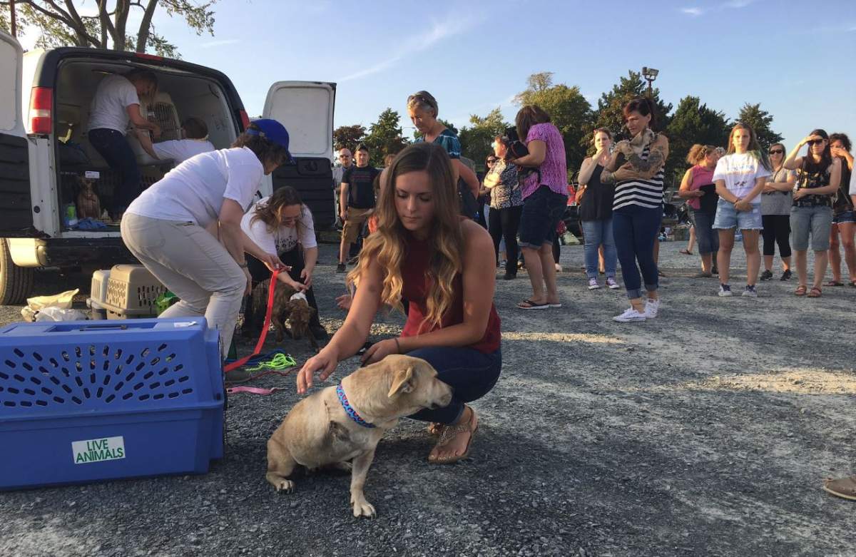 From Texas with love: 26 rescue dogs arrive in Halifax in wake of Hurricane Harvey - image