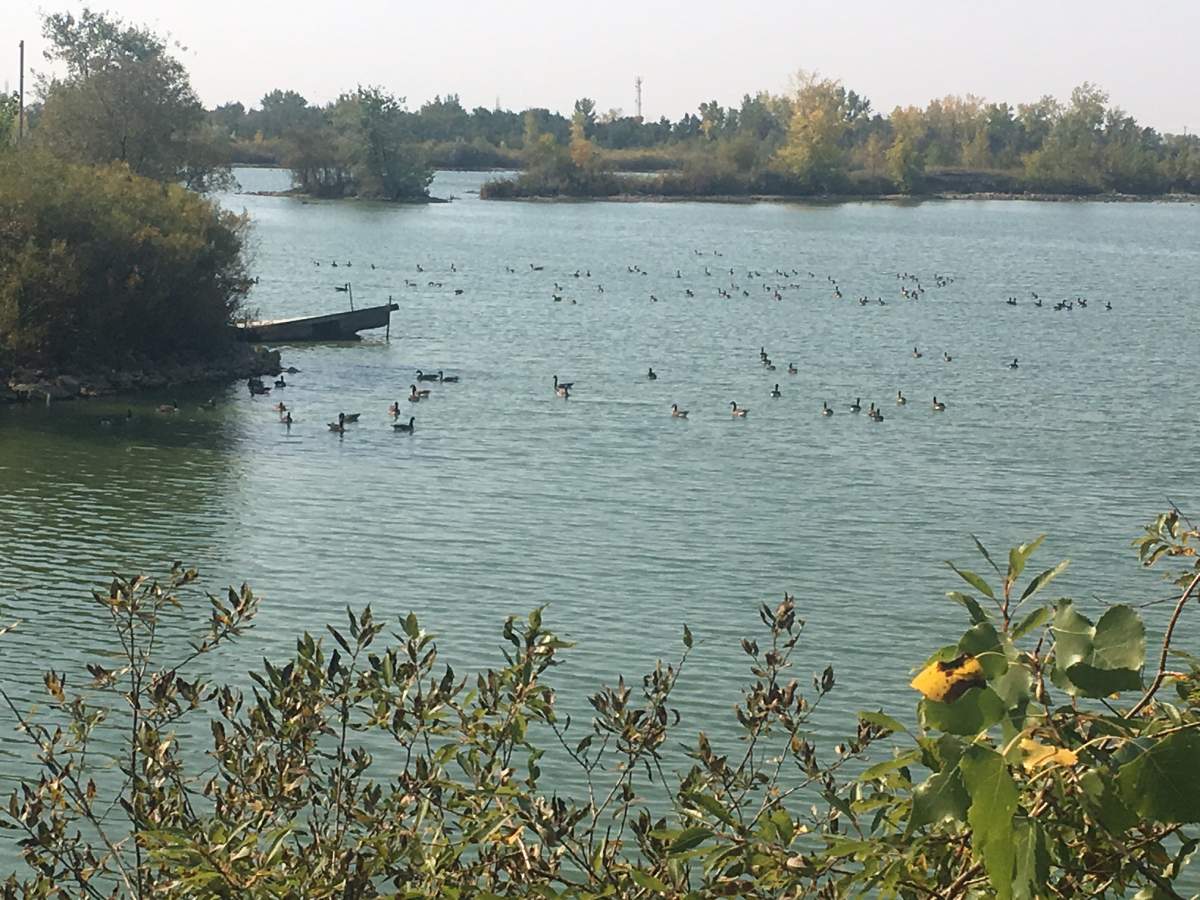 Canadian Geese gathered at Fort Whyte Alive in Winnipeg. 