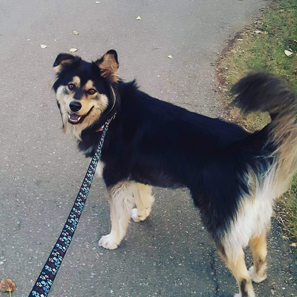 Calgary family’s dog safe after going missing in stolen SUV - image