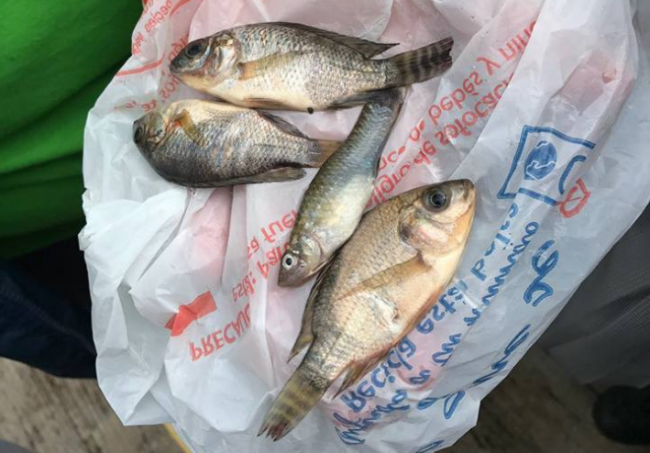 Fish rain down on coastal Mexican city - image
