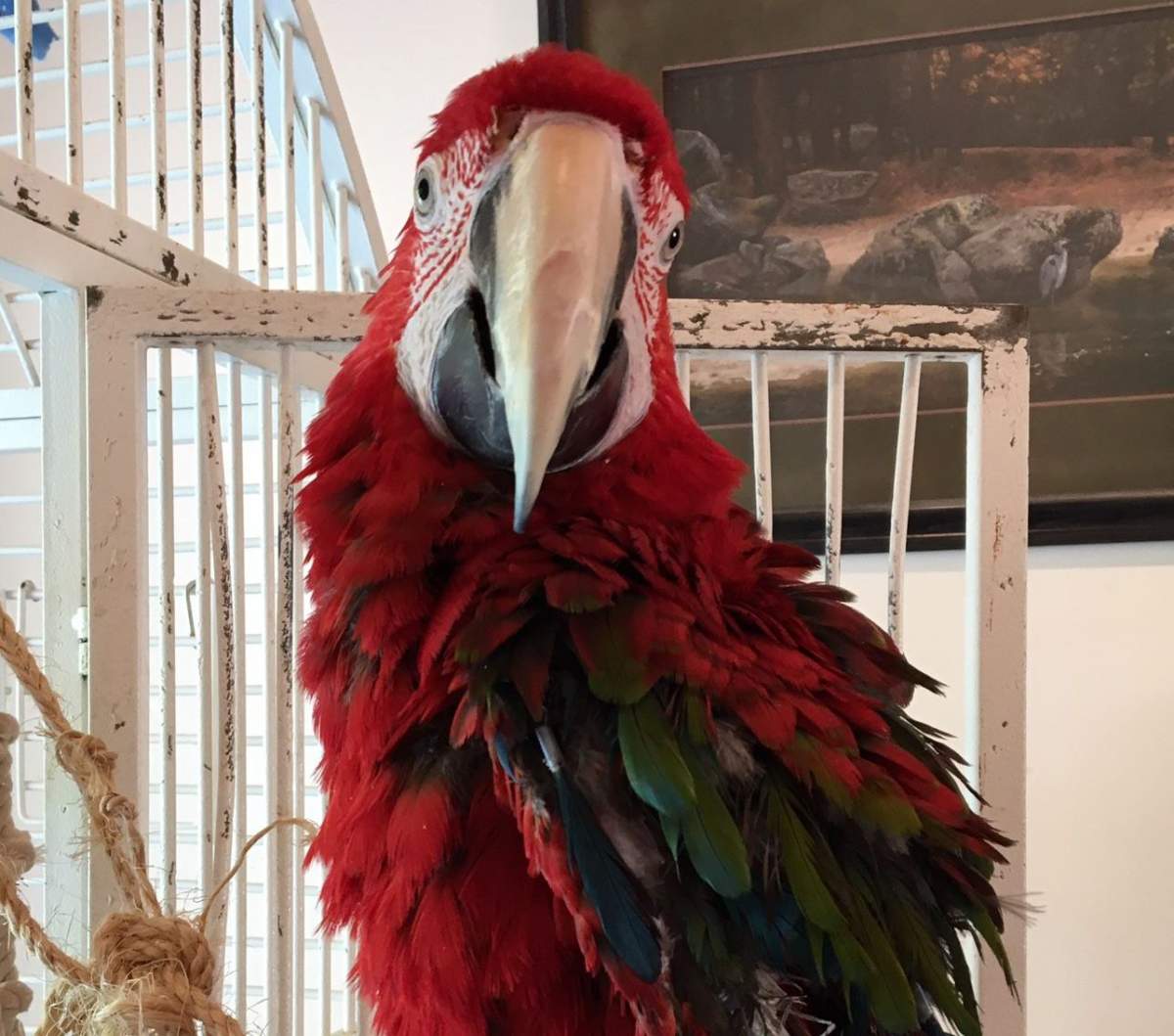 The Greyhaven Sanctuary says the larger the parrot, the longer the commitment.