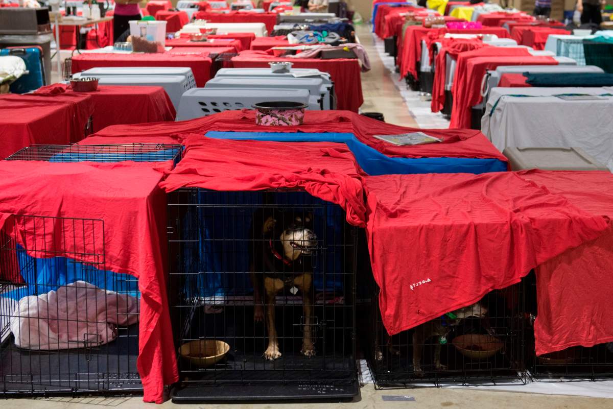 Dogs sit inside their cages as hundreds of people gather in a pet-friendly emergency shelter at the Miami-Dade County Fair Expo Center in Miami, Florida, September 8, 2017, ahead of Hurricane Irma. Florida Governor Rick Scott warned that all of the state’s 20 million inhabitants should be prepared to evacuate as Hurricane Irma bears down for a direct hit on the southern US state. / AFP PHOTO / SAUL LOEB (Photo credit should read SAUL LOEB/AFP/Getty Images)