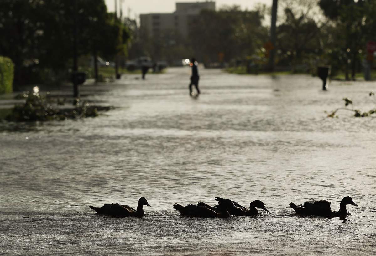 Ducks swim through a street the morning after Hurricane Irma swept through the area on September 11, 2017 in Naples, Florida.