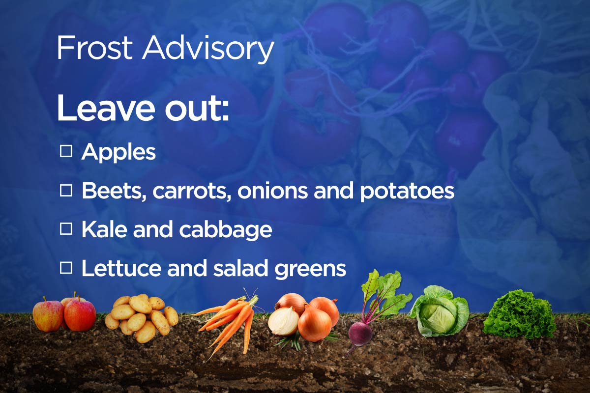 Several vegetables can weather a light frost.