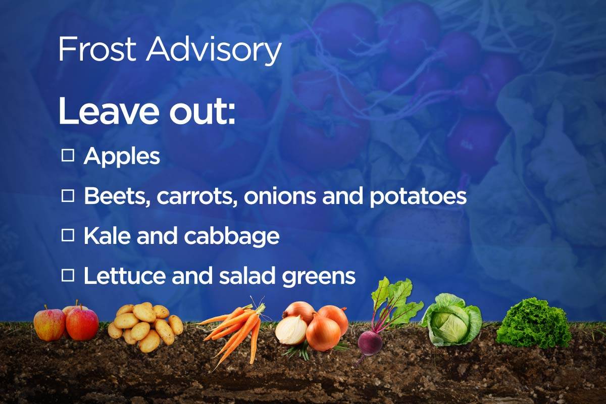 Several vegetables can weather a light frost.