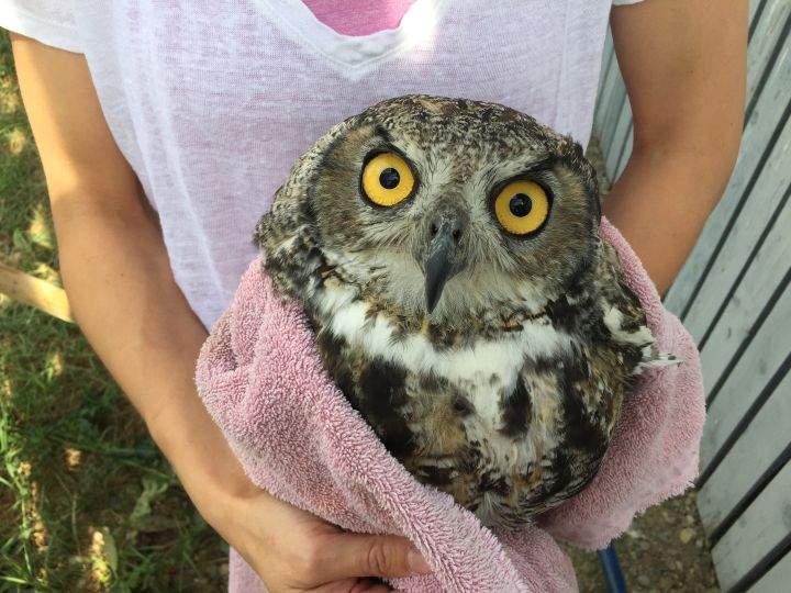 Great horned owl