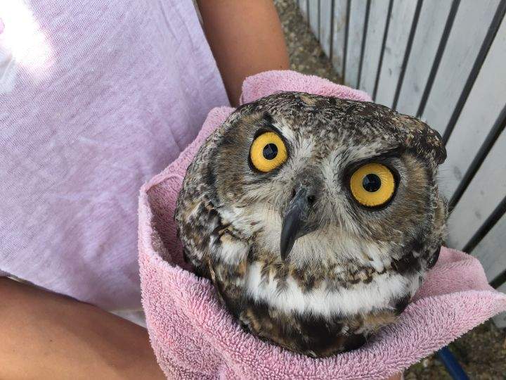 Great horned owl